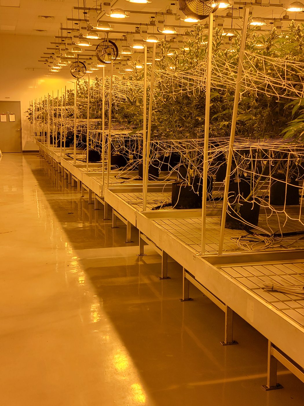 Indoor cannabis cultivation canopy under warm grow lights