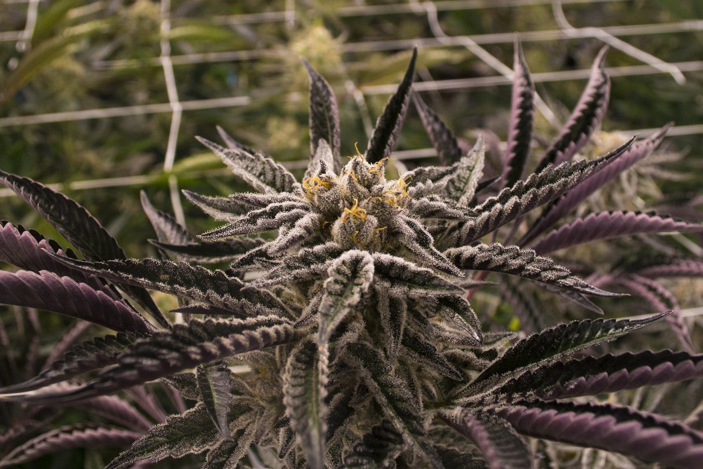 Macro detail of a frosted, trichome-covered cannabis flower