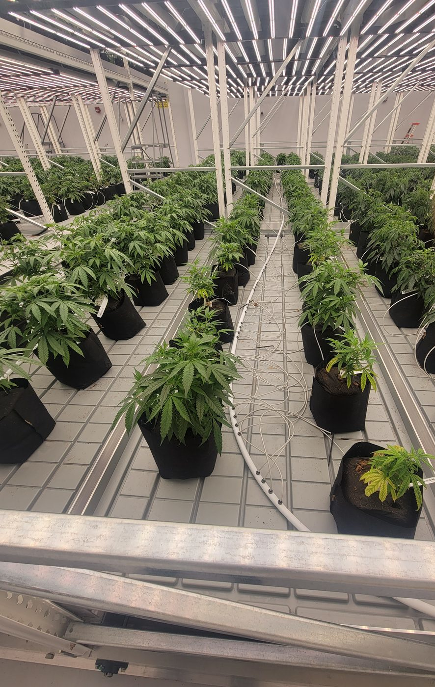 Rows of cannabis plants under LED lighting in a licensed cultivation facility